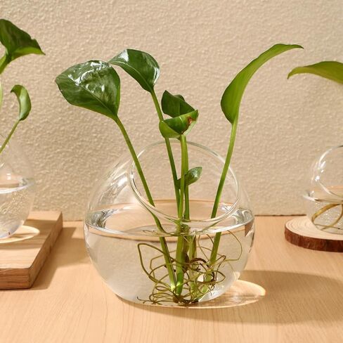 balacoo 3 Pcs Glass Terrariums Bowl for Plants, Terrarium Jar for Air Plant Clear Globe Vase Glass Bowl for Home Desktop Decor in Kuwait