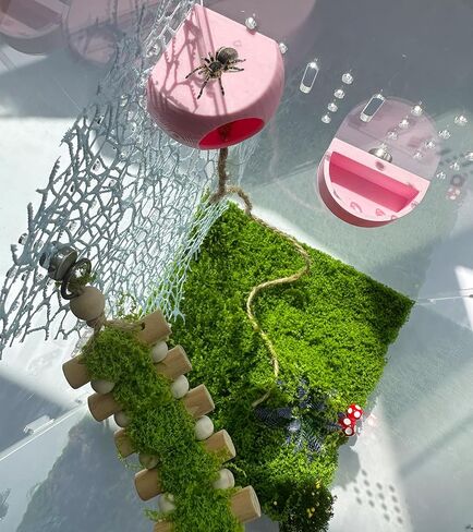 Jumping Spider Hide with Magnets & Jumping Spider Feeding Dish umping Spider Enclosure Accessories Pet Spider Hideout Enclosure Accessories(Not Included The Jumping Spider Terrarium) (Beige) in Saudi Arabia
