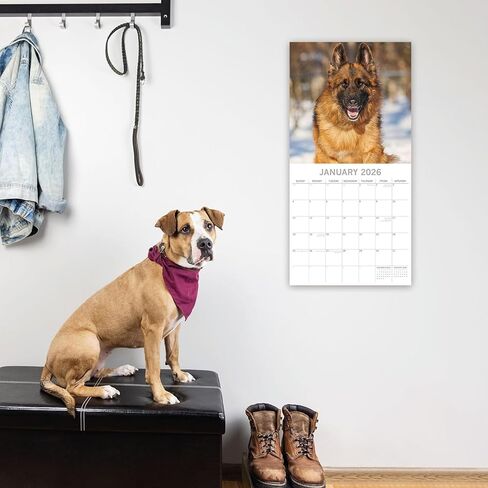 The Gifted Stationary 2026 Square Wall Calendar, German Shepherds, 16-Month Animal Theme Hanging Calendar with 180 Reminder Stickers, Month Planner for Home, or Creative Spaces, 12x12 In in Saudi Arabia