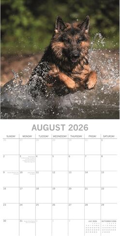 The Gifted Stationary 2026 Square Wall Calendar, German Shepherds, 16-Month Animal Theme Hanging Calendar with 180 Reminder Stickers, Month Planner for Home, or Creative Spaces, 12x12 In in Saudi Arabia