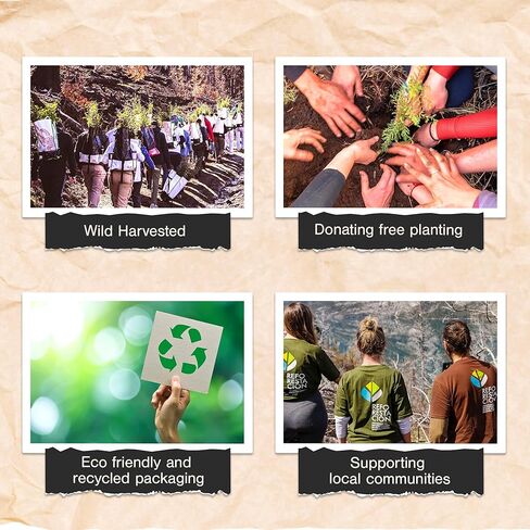 Sagrada Madre Hand Tied Smudge Bombs - 8 pcs Olibanum and Rose Sage Bundle, Relieves Stress & Ward Off Negative Energies, Composition of Pine Wood, Natural Binder & Salt in Kuwait