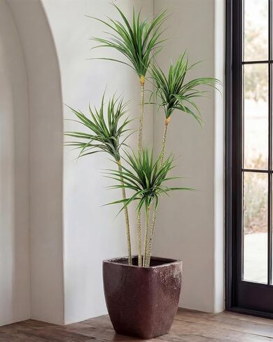 Jexine 5 أقدام Dracaena Marginata الاصطناعية، شجرة نبات Dracaena الاصطناعية الطويلة، نبات أرضي صناعي استوائي مع وعاء شجرة ديكور داخلية وخارجية لديكور المنزل والمكتب هدية الترحيب بالمنزل in Saudi Arabia