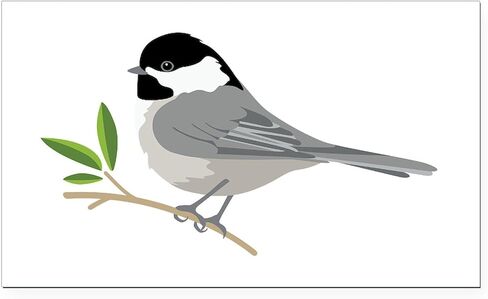 CafePress Black Capped Chickadee Rectangle Car Bumper Magnet in Saudi Arabia