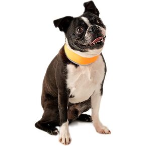 CoolerDog Hi-Vis Cooling Dog Collar for Large Dogs – Reflective Re-Freezable Ice Collar for Hot Weather & Heat Relief (Orange, Large) in Kuwait