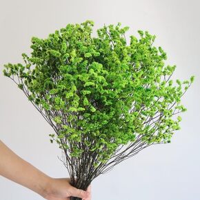 19-23inch Preserved Natural Crystal Grass Bouquet, 25+ Stems Real Fresh Caspia Bellidifolium, Sea Lavender, Baby Breath Flowers, for Wedding Birthday,Home Décor(Green)