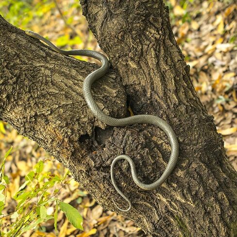 Snake Prank with String Clip, Golf Snake Prank, Snake on a String Prank, 2024 Snake Prank for Golf, Clip on Snake Prank, DIY Golf Snake Prank with String and Clip in Kuwait