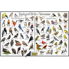ملصق تعريف الطيور في الفناء الخلفي للحياة البرية في تينيسي مقسم إلى المقيمين على مدار العام والزوار الموسميين - مخطط طبيعة مراقبة الطيور (8 × 12 بوصة) in Kuwait