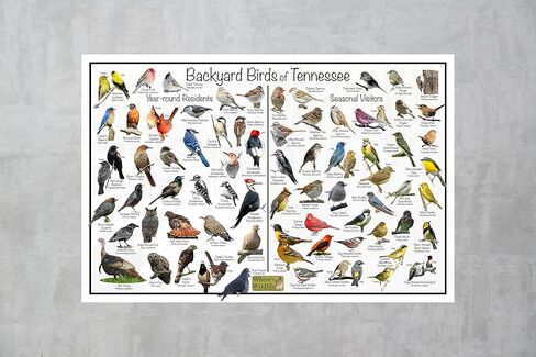 ملصق تعريف الطيور في الفناء الخلفي للحياة البرية في تينيسي مقسم إلى المقيمين على مدار العام والزوار الموسميين - مخطط طبيعة مراقبة الطيور (8 × 12 بوصة) in Kuwait