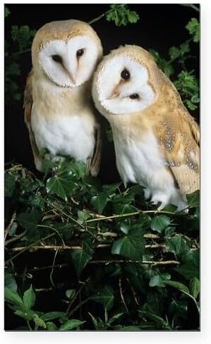 CafePress Great Horned Owl Rectangle Car Bumper Magnet in Saudi Arabia
