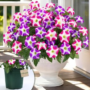 مارتين مول زهور صناعية للخارج، 2 زهور وهمية واقعية بوعاء في الهواء الطلق، زهرة البطونية الحريرية المقاومة للأشعة فوق البنفسجية لمظهر خارجي نباتات زهور صناعية حقيقية في وعاء لديكور حديقة الشرفة، 50.8 سم in Kuwait