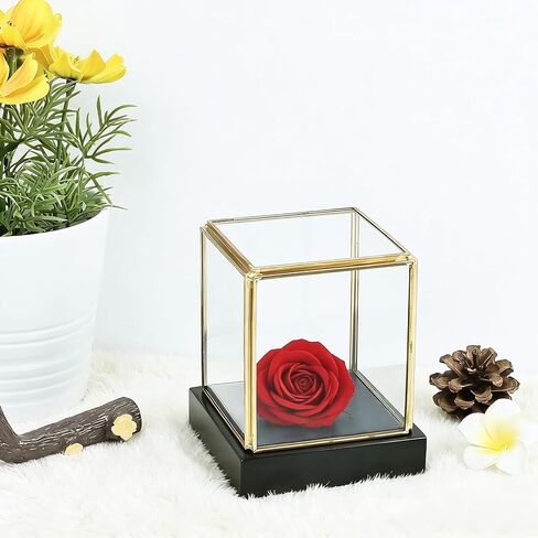 HighFree Clear Glass Display Case, Vintage Gold Glass Display Box Showcase with Black Solid Wooden Base, Square Clear Keepsake Box for Hobby Collectibles, 3.6x3.6x3.9 Inch in Kuwait