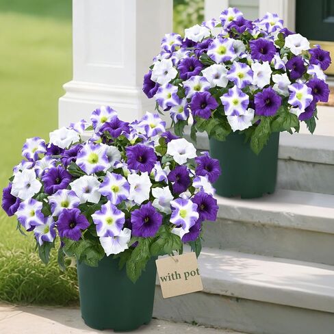 MARTINE MALL Artificial Flowers for Outdoors, 2 Potted Realistic Fake Outdoor Flowers, UV Resistant Silk Petunia Flower for Outside Look Real Faux Flower Plants in Pot for Porch Garden Decor, 20'' in Saudi Arabia