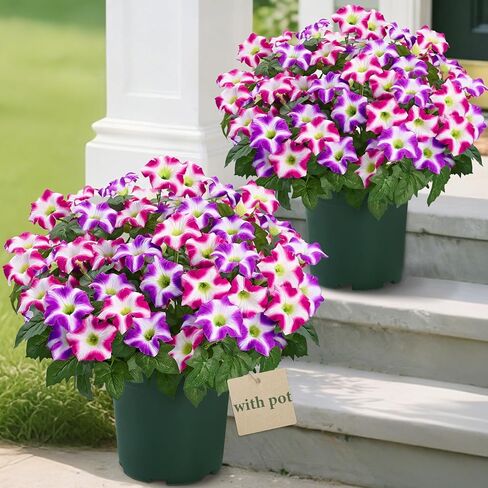 MARTINE MALL Artificial Flowers for Outdoors, 2 Potted Realistic Fake Outdoor Flowers, UV Resistant Silk Petunia Flower for Outside Look Real Faux Flower Plants in Pot for Porch Garden Decor, 20'' in Saudi Arabia