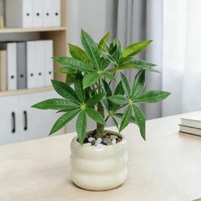 Artificial Money Tree Plant Office Desk Decor for Women, Fake Potted Plant in Ceramic Pot, Tabletop Accessories for Office, Bathroom, Living Room, Coffee Bar, Gift for Coworkers & Housewarming in Saudi Arabia