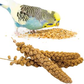 Bird Seed Parakeet Food - 200 Gram Vacuum Sealed Millet Treat for Birds Parakeets Natural Sun-Dried Birds Millet for Cockatiel Budgie Finches Parrots