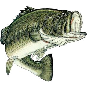 Rogue River Tactical Large 8" Bass Fish Sticker Decal Fishing Bumper Sticker Large Mouth Auto Decal Car Truck Boat RV Rod Tackle Box