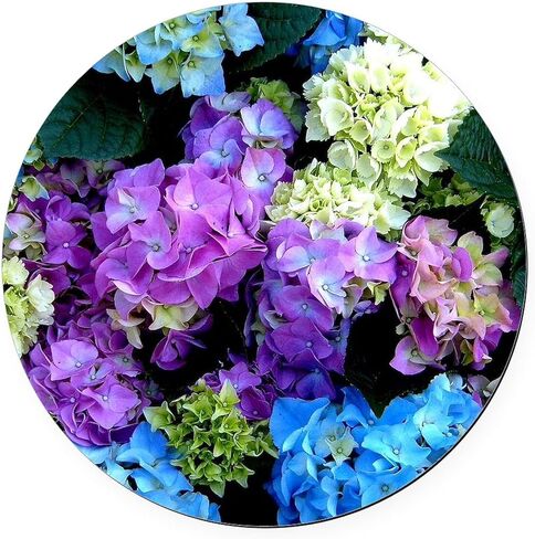 CafePress Colorful Hydrangea Bush 5.5" Round Car Magnet Magnetic Bumper Display in Saudi Arabia