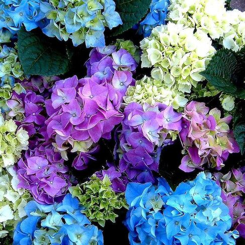 CafePress Colorful Hydrangea Bush 5.5" Round Car Magnet Magnetic Bumper Display in Saudi Arabia