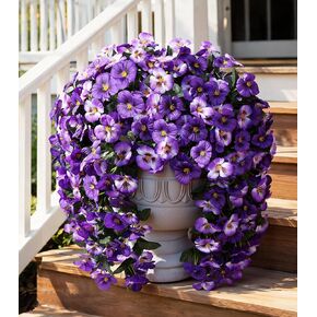 HyeFlora Artificial Flowers for Outdoors, 2pcs Faux Silk Pansies Flowers UV Resistant Fake Hanging Flower Plants for Outside Planters Porch Yard Patio Window Box (Dark Purple) in Kuwait