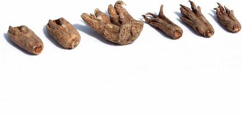 Lucky Hand Root (Sahlep Root) – 100% Authentic Orchis Mascula – Rare Hoodoo Curio for Good Luck, Prosperity & Wealth – 2 Pieces Whole Natural Root in Kuwait