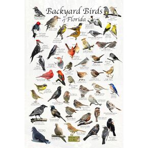 ملصق تعريف الطيور في الفناء الخلفي للحياة البرية في فلوريدا (24 بوصة × 36 بوصة) in Kuwait