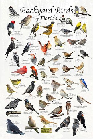 ملصق تعريف الطيور في الفناء الخلفي للحياة البرية في فلوريدا (24 بوصة × 36 بوصة) in Kuwait