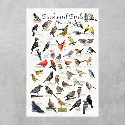 ملصق تعريف الطيور في الفناء الخلفي للحياة البرية في فلوريدا (24 بوصة × 36 بوصة) in Kuwait