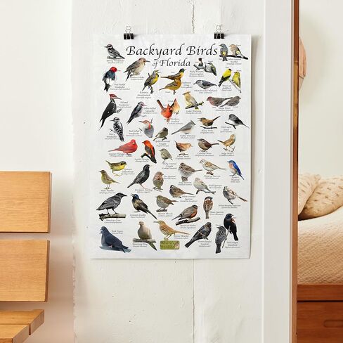 ملصق تعريف الطيور في الفناء الخلفي للحياة البرية في فلوريدا (24 بوصة × 36 بوصة) in Kuwait