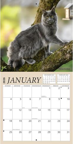 Maine Coon Cats Calendar 2026 - Maine Coon Kittens 2026 Wall Calendar, Includes 100+ Reminder Stickers | 12" x 24" Open | Giftable | Made in The USA in Kuwait