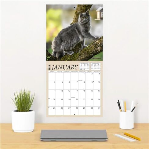 Maine Coon Cats Calendar 2026 - Maine Coon Kittens 2026 Wall Calendar, Includes 100+ Reminder Stickers | 12" x 24" Open | Giftable | Made in The USA in Kuwait