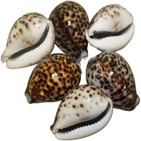 US Shell, 6 Piece, Tiger Cowries Sea Shell, 7 to 8 Centimeters in Size,Brown