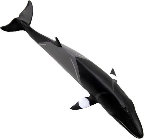 Safari Ltd. Minke Whale Figurine - Hand-Painted, Lifelike 7" Model Figure - Educational Sea Life Toy for Boys, Girls & Kids Ages 3+ in Saudi Arabia