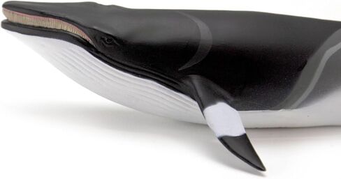 Safari Ltd. Minke Whale Figurine - Hand-Painted, Lifelike 7" Model Figure - Educational Sea Life Toy for Boys, Girls & Kids Ages 3+ in Saudi Arabia