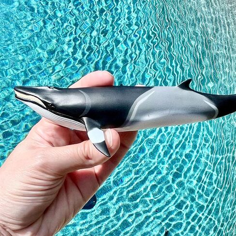 Safari Ltd. Minke Whale Figurine - Hand-Painted, Lifelike 7" Model Figure - Educational Sea Life Toy for Boys, Girls & Kids Ages 3+ in Saudi Arabia