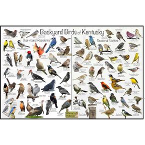 ملصق تعريف طيور كنتاكي في الفناء الخلفي للحياة البرية مقسم إلى المقيمين على مدار العام والزوار الموسميين - مخطط طبيعة مراقبة الطيور (24 بوصة × 36 بوصة) in Kuwait