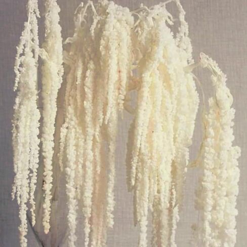 5Pcs Cream White Wisteria Vine Hanging Flowers - Dried Preserved Cream Hanging Amaranthus Flowers for Wedding Bouquet, Wall Decoration, Length Home Decor in Saudi Arabia
