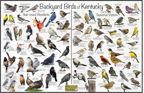 ملصق تعريف طيور كنتاكي في الفناء الخلفي للحياة البرية مقسم إلى المقيمين على مدار العام والزوار الموسميين - مخطط طبيعة مراقبة الطيور (24 بوصة × 36 بوصة) in Kuwait