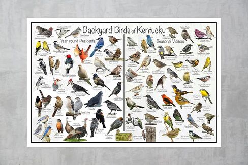 ملصق تعريف طيور كنتاكي في الفناء الخلفي للحياة البرية مقسم إلى المقيمين على مدار العام والزوار الموسميين - مخطط طبيعة مراقبة الطيور (24 بوصة × 36 بوصة) in Kuwait