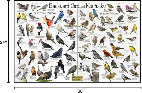 ملصق تعريف طيور كنتاكي في الفناء الخلفي للحياة البرية مقسم إلى المقيمين على مدار العام والزوار الموسميين - مخطط طبيعة مراقبة الطيور (24 بوصة × 36 بوصة) in Kuwait