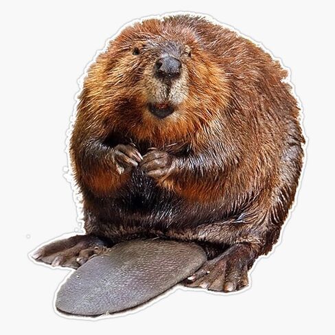 Magnet Beaver Magnet Vinyl Decal Sticker 5" in Saudi Arabia