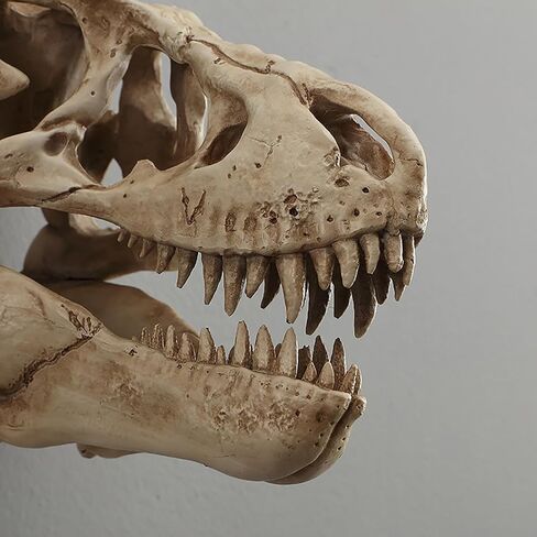Museum-Quality T-Rex Dinosaur Skull Wall Mount - 3D Resin Replica Decor for Home, Office & Kids Room | Realistic Prehistoric Dinosaur Wall Art in Saudi Arabia