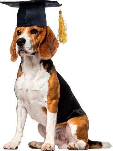 Rubie's Blue Graduation Hat Pet Accessory, Medium/Large in Saudi Arabia