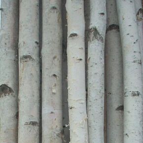 Northern Boughs Four Thick White Birch Poles 4 ft in Saudi Arabia