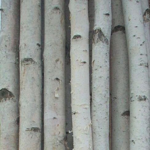 Northern Boughs Four Thick White Birch Poles 4 ft in Saudi Arabia