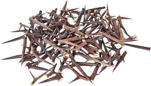 100 قطعة من أشواك الجراد الأسود الطبيعية (Robinia Pseudoacacia) - لوازم حرفية كبيرة للأعمال اليدوية والسحر ونوبات الحماية والديكور الوثني والطقوس الروحية in Kuwait
