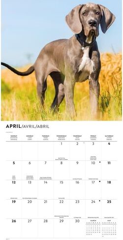 Carousel Calendars, Great Danes 2026 Wall Calendar, 12'' X 12'', 16-Month Calendar with Stapled Binding in Kuwait