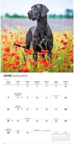 Carousel Calendars, Great Danes 2026 Wall Calendar, 12'' X 12'', 16-Month Calendar with Stapled Binding in Kuwait