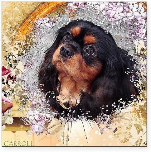CafePress Cavalier King Charles Spaniel Square Car Magnet 3 Square Car Magnet, Magnetic Bumper Display in Saudi Arabia