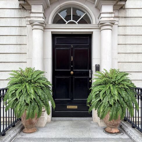 Large Artificial Fern for Outdoors, 100 Branches Fake Ferns Artificial Plants, Large Faux Ferns Outdoor Plants, Suitable for Planter Garden Porch Living Room Decor in Saudi Arabia