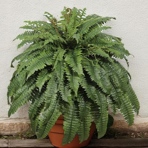 Large Artificial Fern for Outdoors, 100 Branches Fake Ferns Artificial Plants, Large Faux Ferns Outdoor Plants, Suitable for Planter Garden Porch Living Room Decor in Saudi Arabia